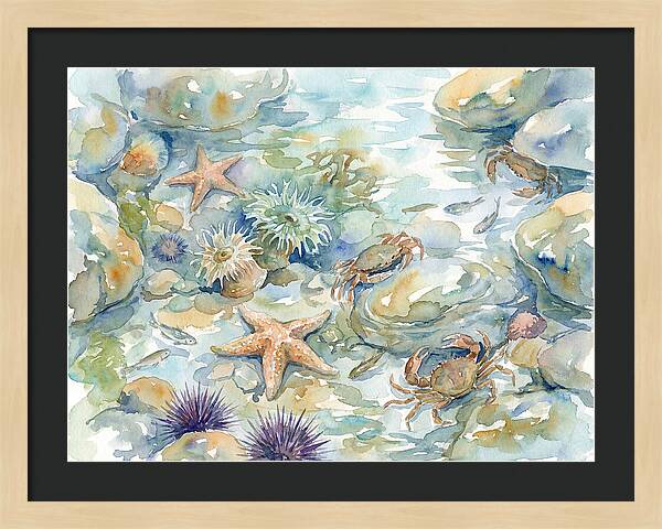 Coastal Tide Pool Treasures