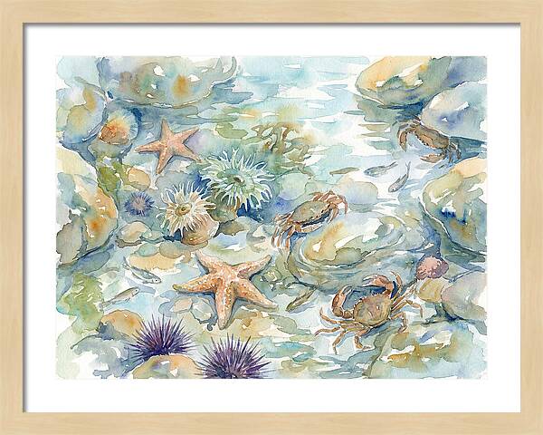Coastal Tide Pool Treasures