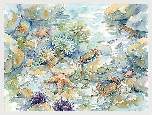 Coastal Tide Pool Treasures