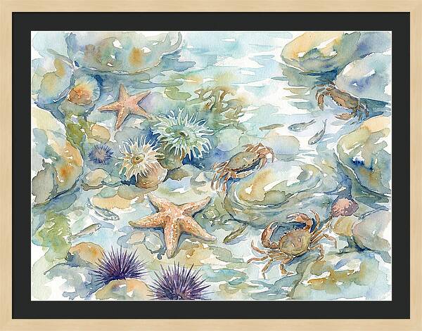 Coastal Tide Pool Treasures