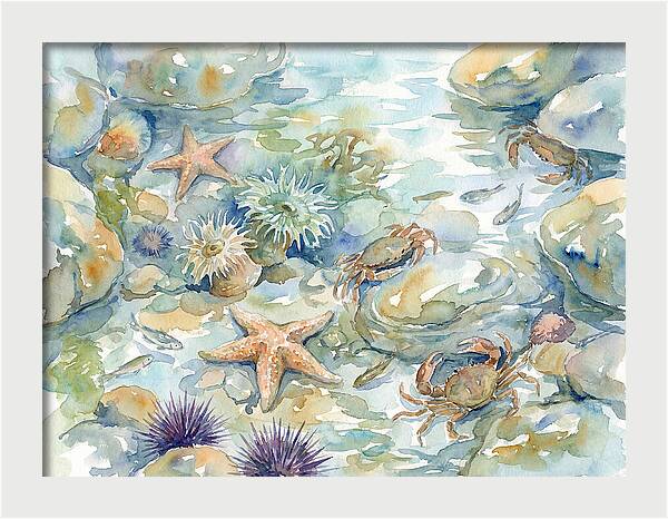Coastal Tide Pool Treasures