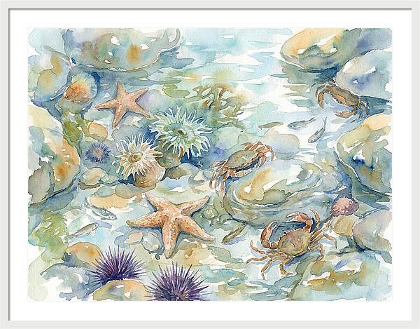 Coastal Tide Pool Treasures