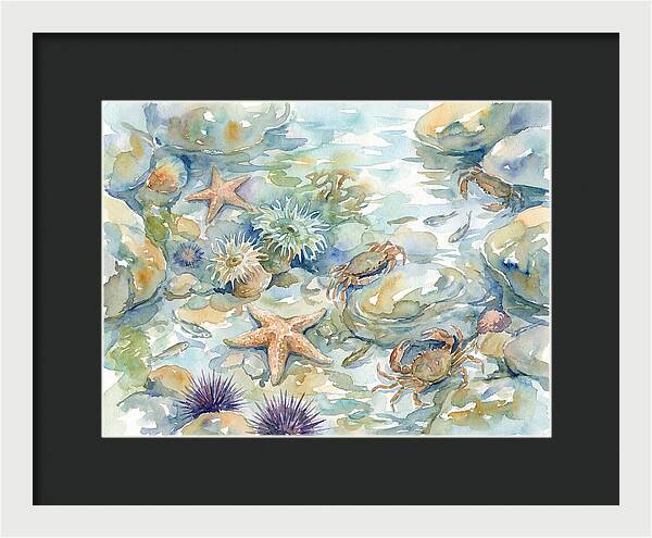 Coastal Tide Pool Treasures