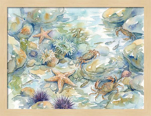 Coastal Tide Pool Treasures