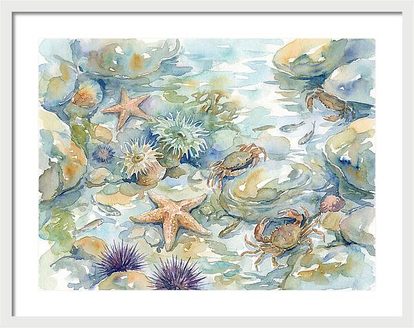 Coastal Tide Pool Treasures