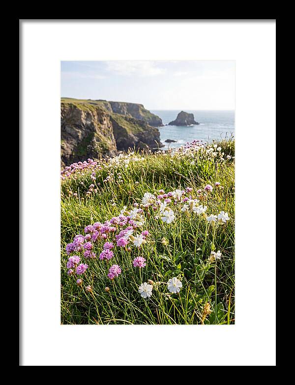 Coastal Wildflower Meadow