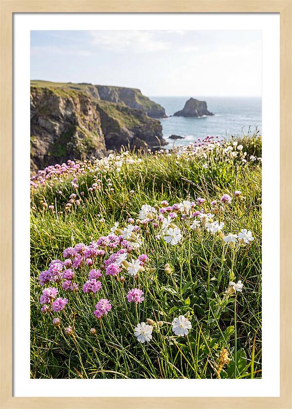 Coastal Wildflower Meadow