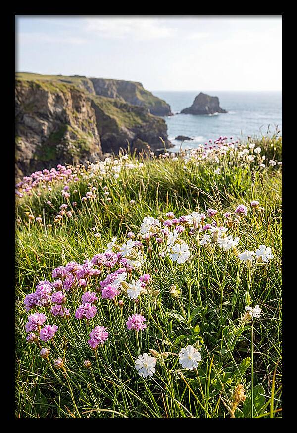 Coastal Wildflower Meadow