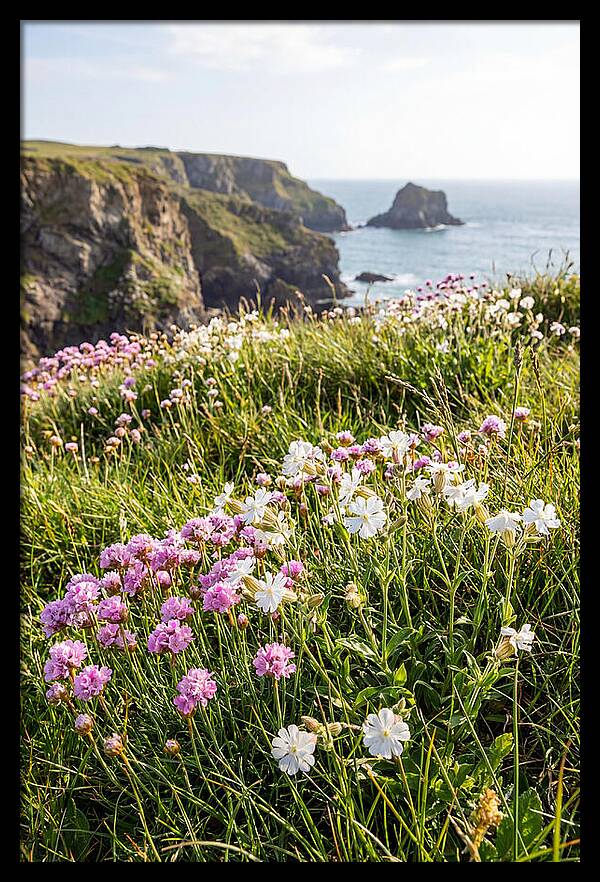 Coastal Wildflower Meadow
