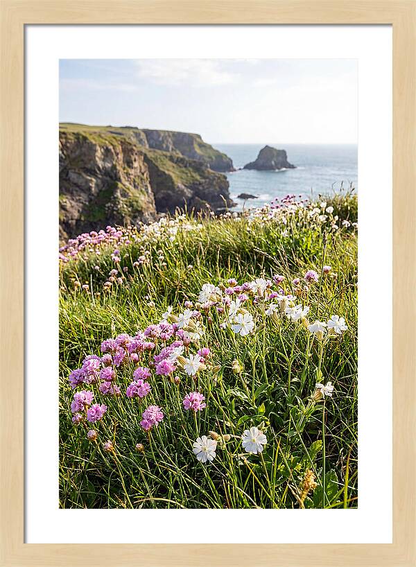 Coastal Wildflower Meadow