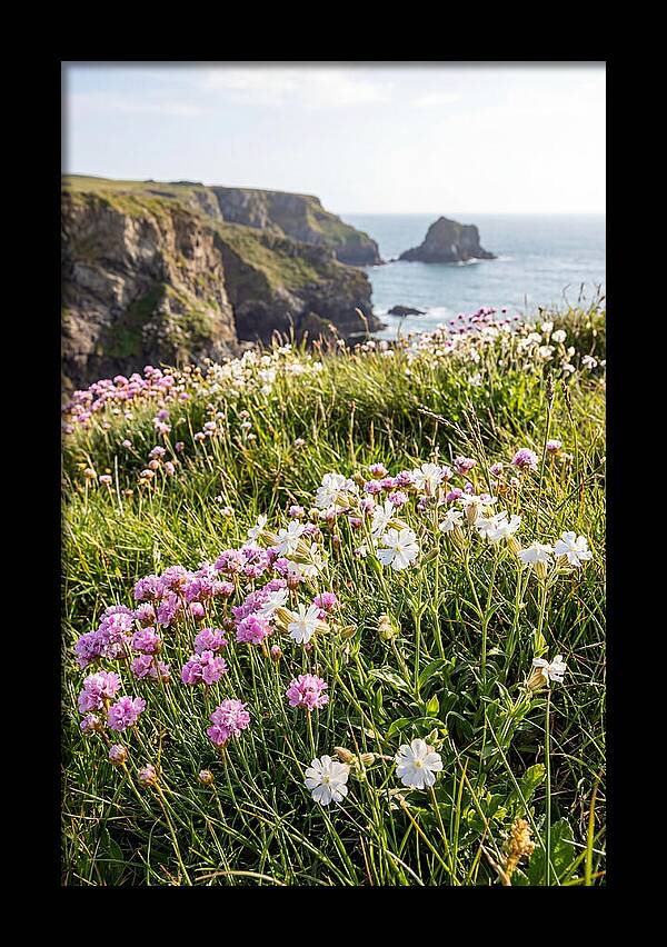 Coastal Wildflower Meadow