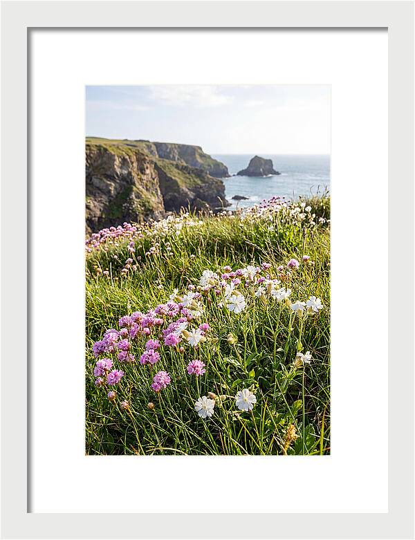 Coastal Wildflower Meadow