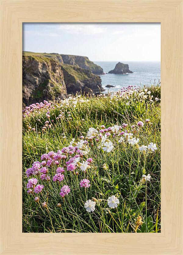 Coastal Wildflower Meadow