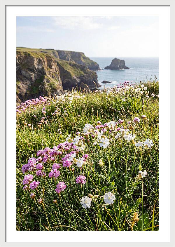 Coastal Wildflower Meadow