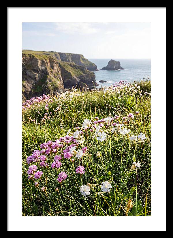 Coastal Wildflower Meadow