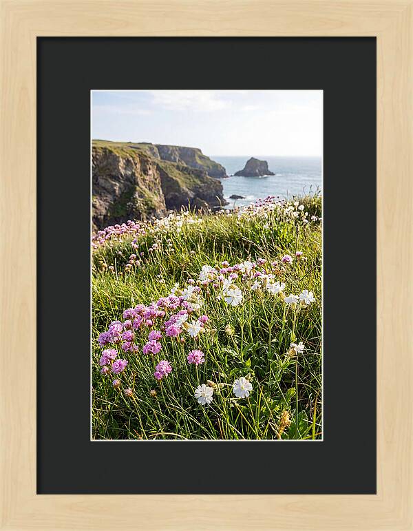 Coastal Wildflower Meadow