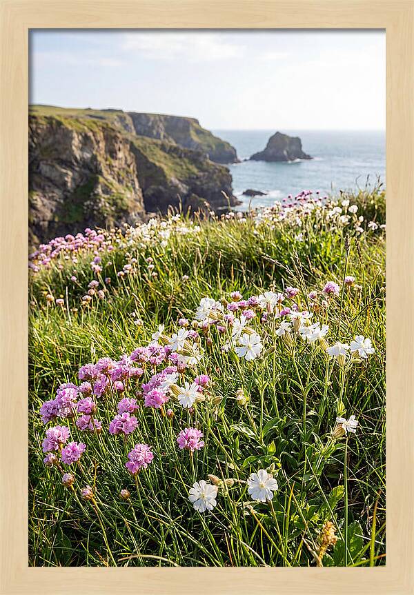 Coastal Wildflower Meadow