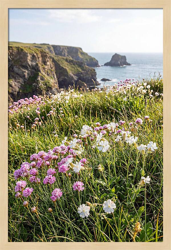 Coastal Wildflower Meadow