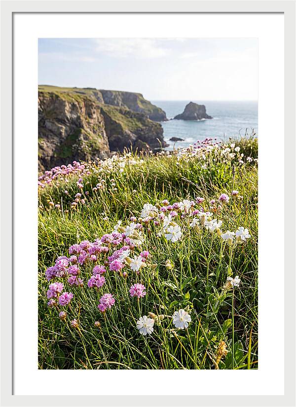 Coastal Wildflower Meadow