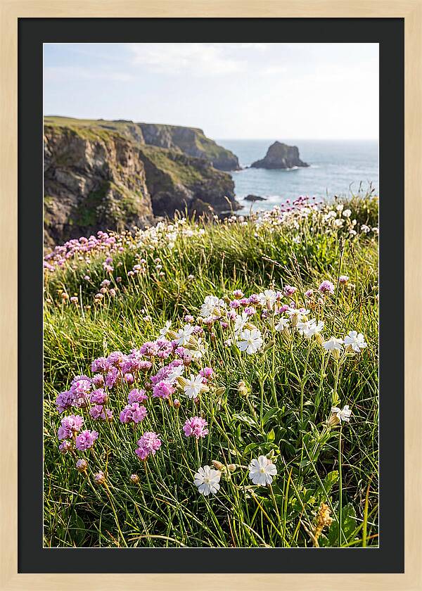 Coastal Wildflower Meadow