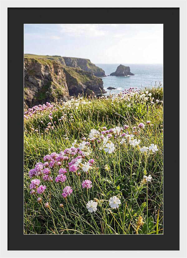 Coastal Wildflower Meadow