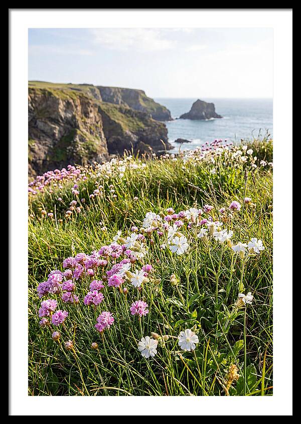 Coastal Wildflower Meadow