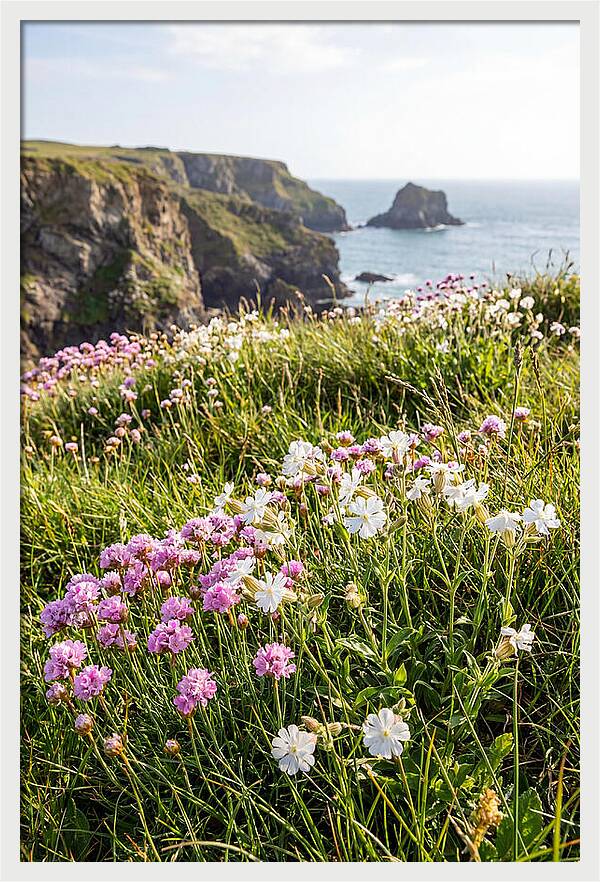 Coastal Wildflower Meadow