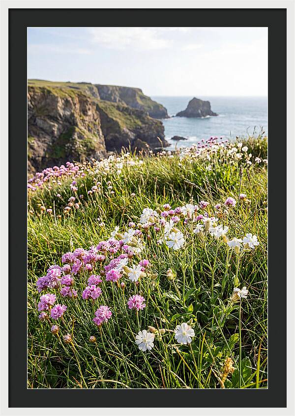 Coastal Wildflower Meadow