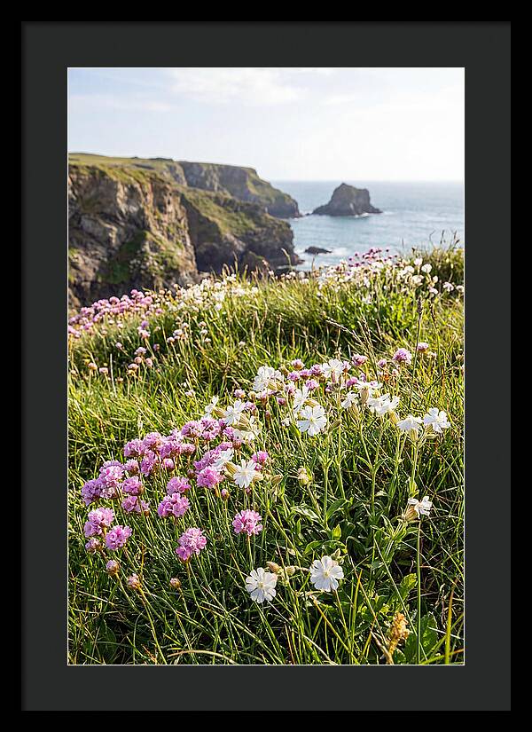 Coastal Wildflower Meadow