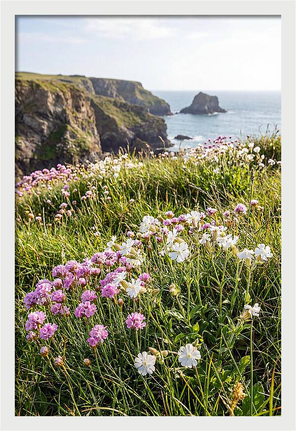 Coastal Wildflower Meadow
