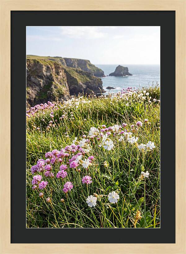 Coastal Wildflower Meadow