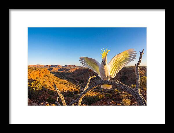 Cockatoo Display Drama