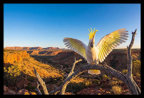 Cockatoo Display Drama