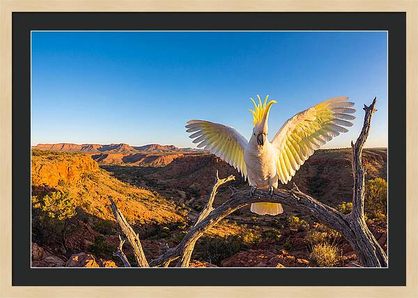 Cockatoo Display Drama