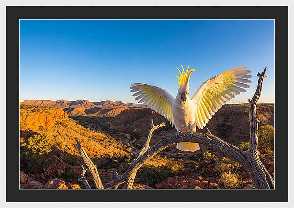 Cockatoo Display Drama