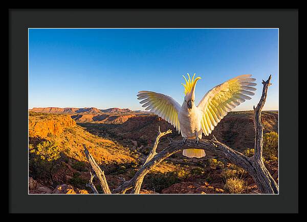 Cockatoo Display Drama