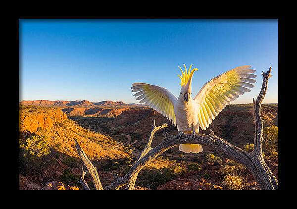 Cockatoo Display Drama