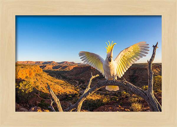 Cockatoo Display Drama