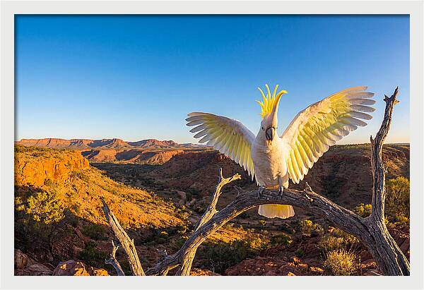 Cockatoo Display Drama