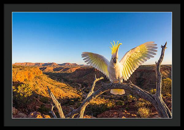 Cockatoo Display Drama
