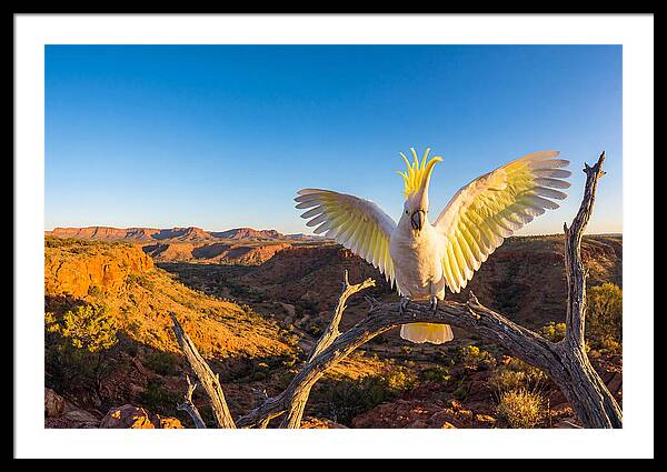 Cockatoo Display Drama