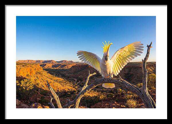Cockatoo Display Drama
