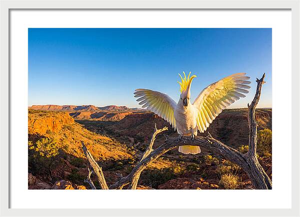 Cockatoo Display Drama