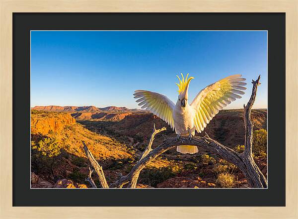 Cockatoo Display Drama