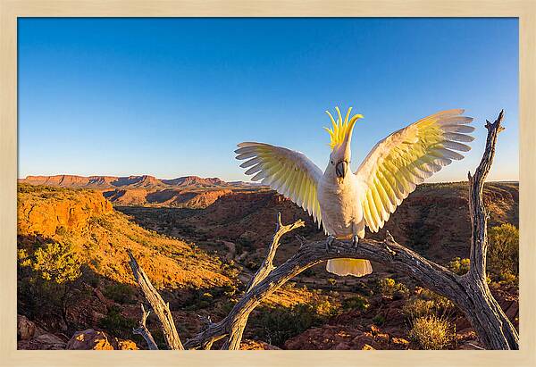 Cockatoo Display Drama