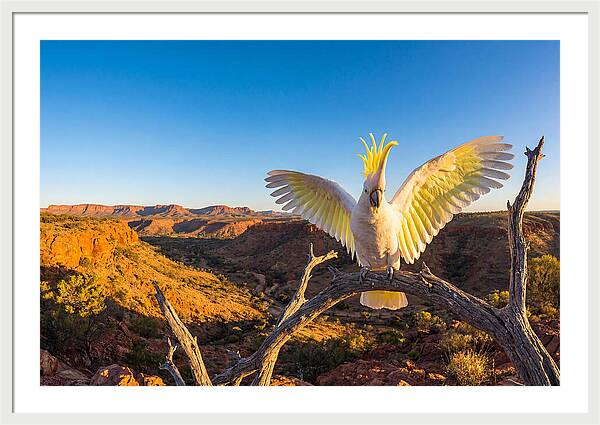 Cockatoo Display Drama