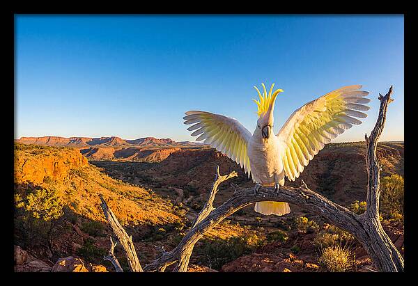 Cockatoo Display Drama