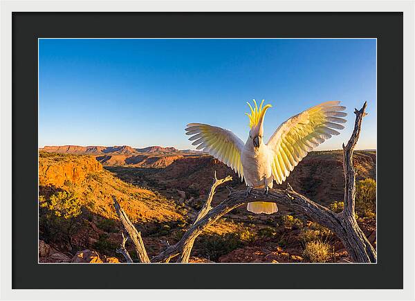 Cockatoo Display Drama