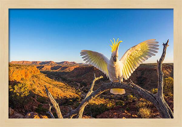 Cockatoo Display Drama