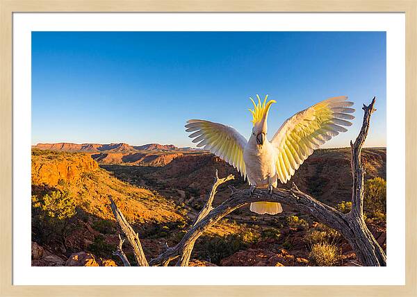 Cockatoo Display Drama